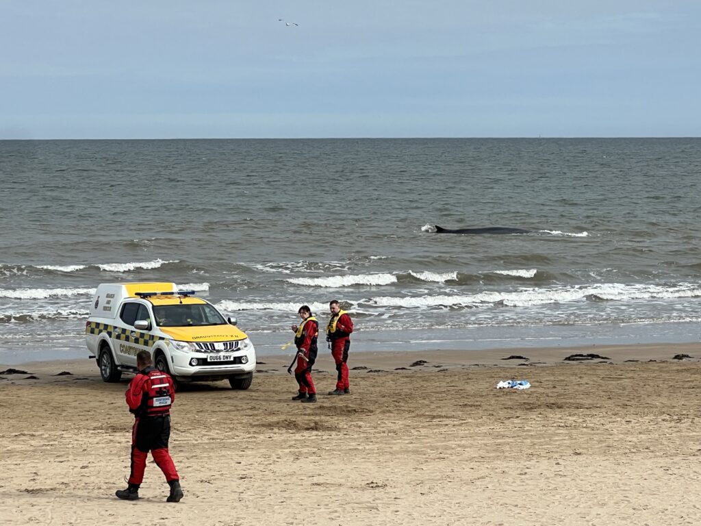 Sad end to a majestic sea creature as whale loses its battle to survive…
