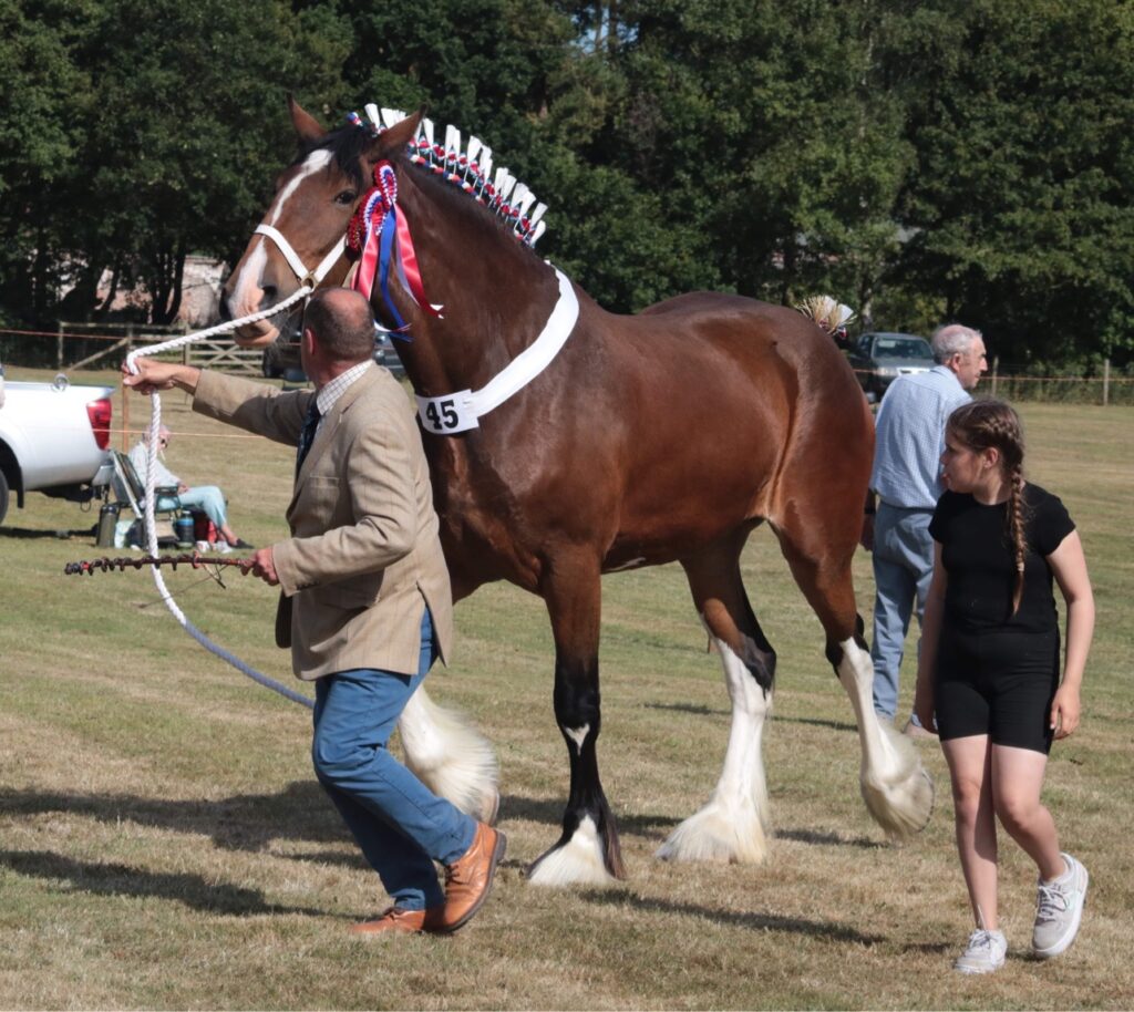 Dozens of Heavy Horses on show at Rudston, near Bridlington