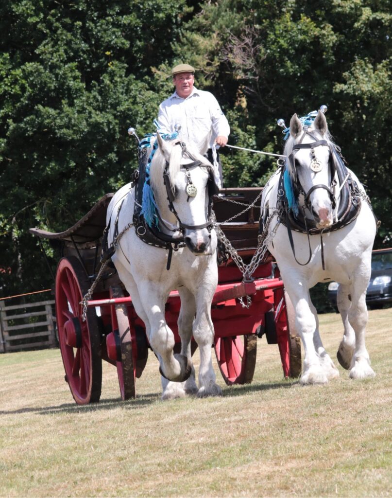 Dozens of Heavy Horses on show at Rudston, near Bridlington