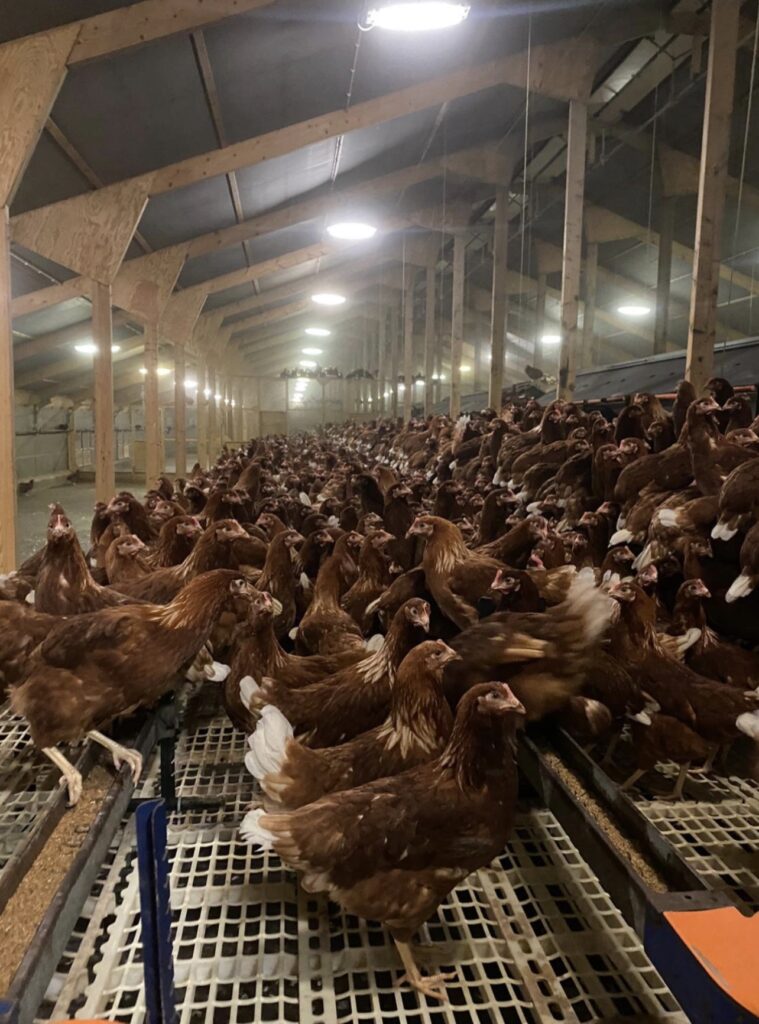 What a cracking story…Will commences egg production again