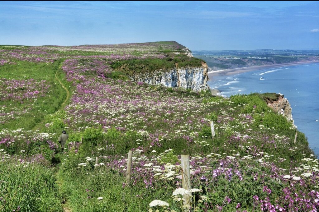 Glimmer of hope for kittiwakes after Bempton monitoring project