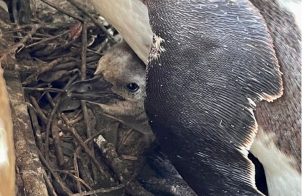 Congratulations… baby penguin hatched at Sewerby Hall & Gardens