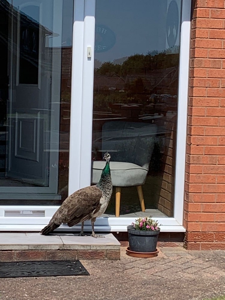 Mystery as Peahen appears on Bridlington estate