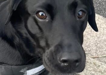 Appeal to find Bella the dog - missing in Bridlington after firework scare