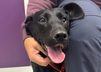 Fantastic news as Bella the Labrador is finally back home