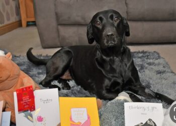 Bella the beautiful black Labrador is home and recovering well after her ordeal