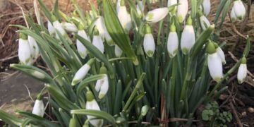Snowdrops Walk at Thorpe Hall, near Rudston this weekend…