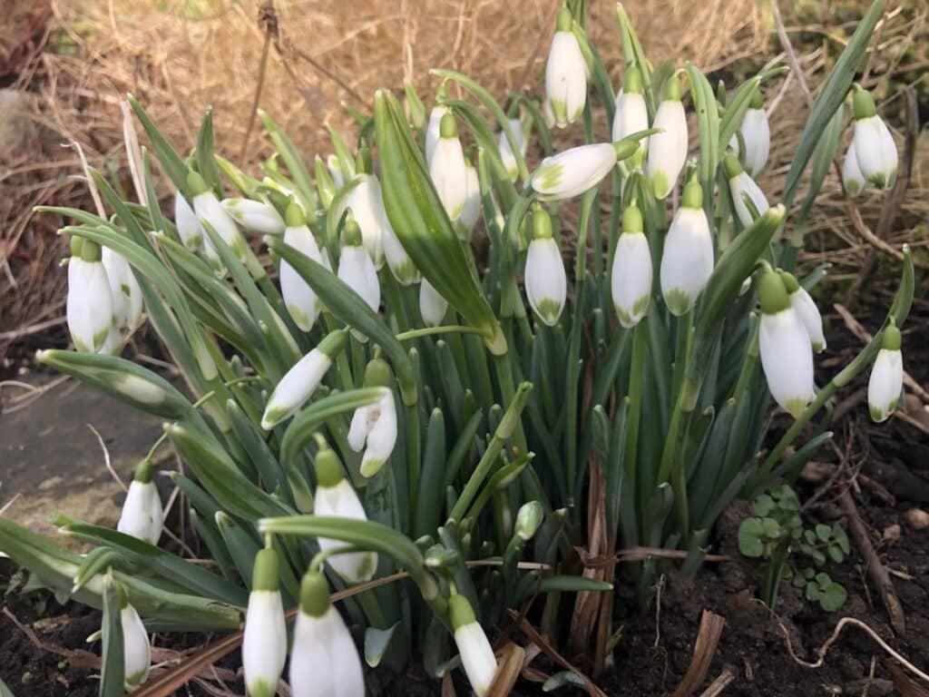 Snowdrops Walk at Thorpe Hall, near Rudston this weekend…