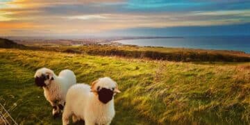 The Ewe-nique Experience: Cuddly sheep retreat brings smiles to the Yorkshire Coast