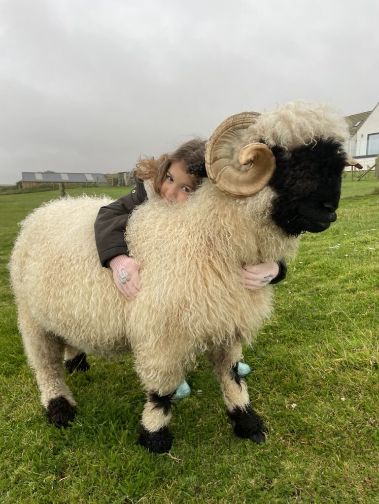 The Ewe-nique Experience: Cuddly sheep retreat brings smiles to the Yorkshire Coast