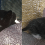Kittens rescued from skip just minutes before they could have been crushed