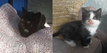 Kittens rescued from skip just minutes before they could have been crushed